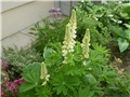 lupinus